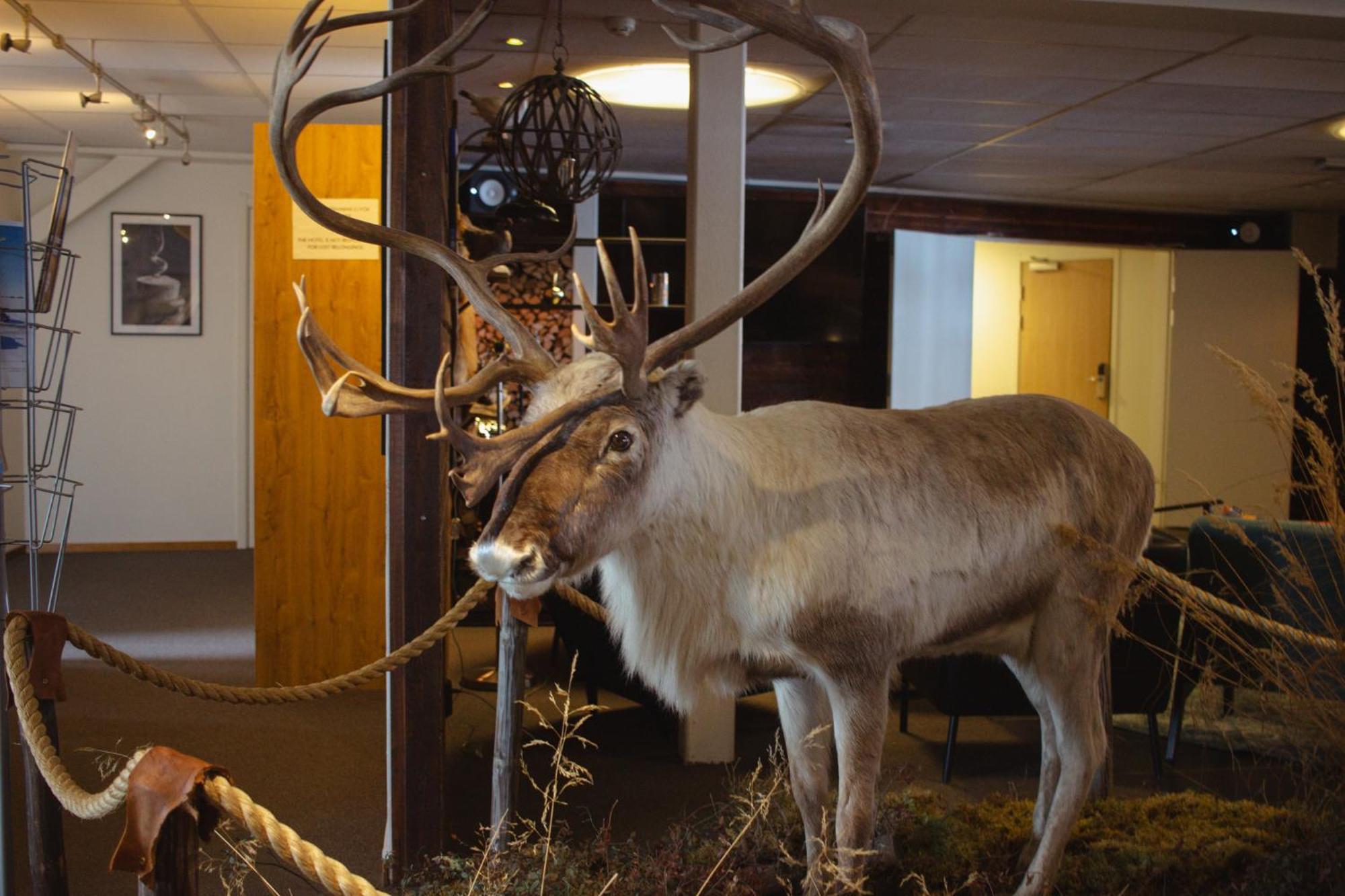 Hornavan Hotell Arjeplog Kültér fotó